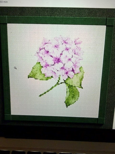 Pink Hydrangea